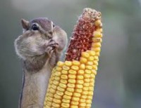 /album/losmejoresvideos-webnode-net/maiz-jpg/