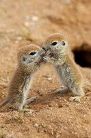 /album/losmejoresvideos-webnode-net/ardilla-jpg/